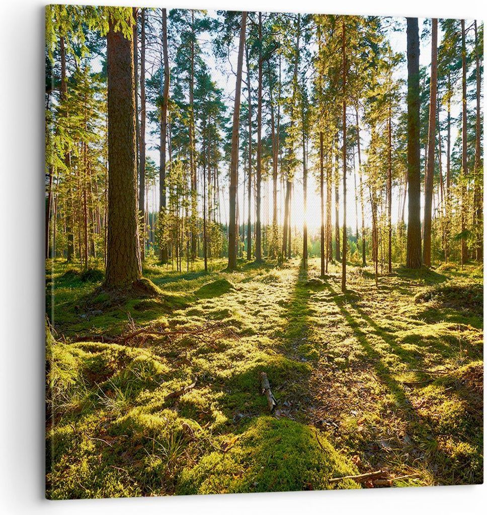 Bild auf Leinwand - Leinwandbild - Wald Baum Natur - 60x60cm - Wand Bild - Wanddeko - Wandbilder - Leinwanddruck - Bilder - Kunstdruck - Wanddekora...