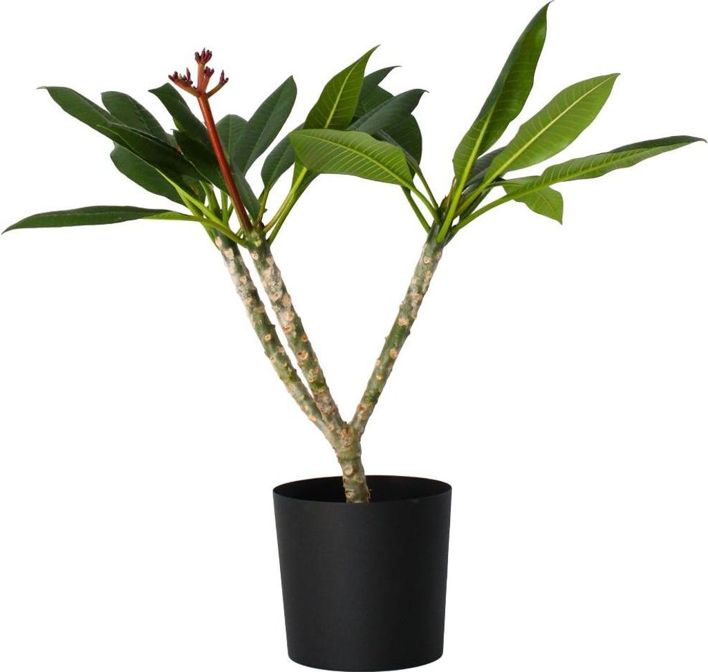 Plumeria czerwona Frangipani - Plumeria rubra - Wysokość Zdjęcie produktu 