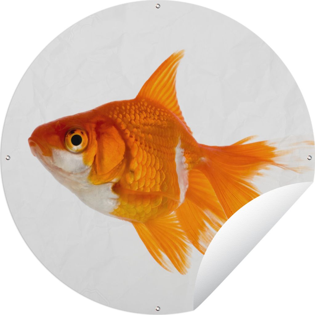MuchoWow Gartenposter Outdoor-Poster Rund Goldfisch - Fisch - Weiß Ø 60 cm Gartendeko Rundes Poster draußen