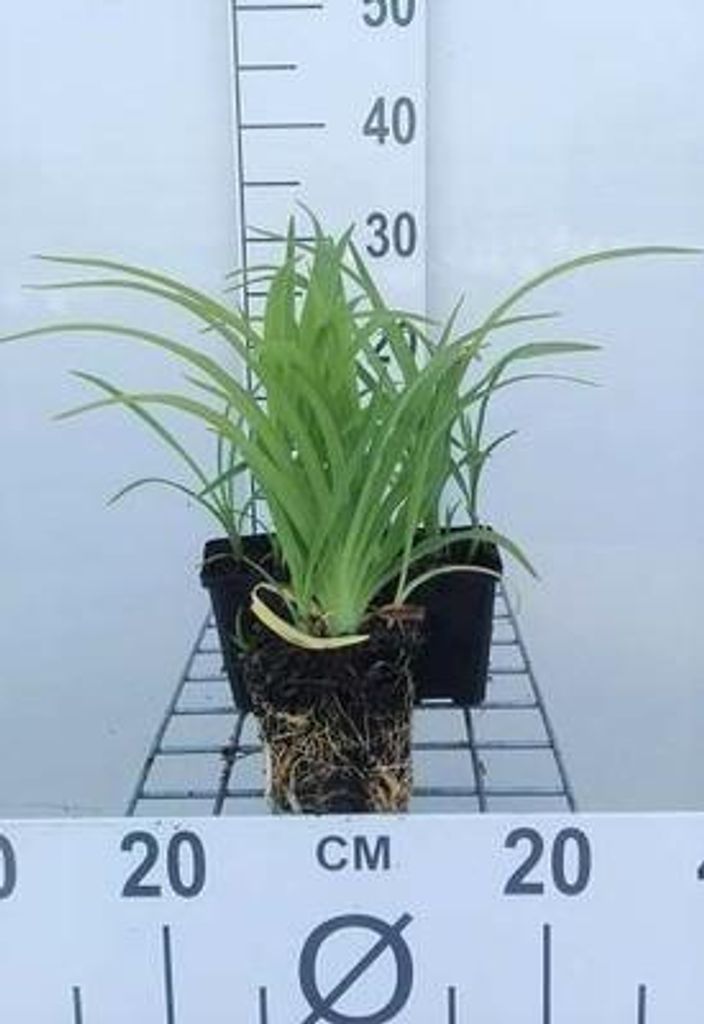 6 x Hemerocallis hybr. 'Pink Damask' - taglilie - Topf 9 x 9 cm