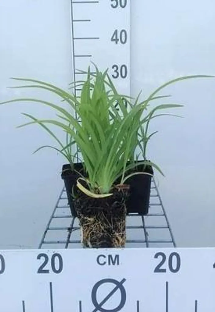 Hemerocallis Pink Damask pour bordures fleuries - 6 plants en pot