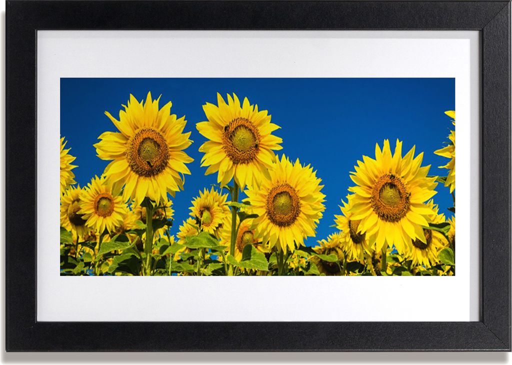 Bild 30x20 MDF-Rahmen Wandkunst Pflanze Sonnenblumen