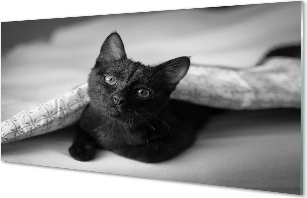 Glasbilder 100x50 Wandkunst Katze unter der Decke