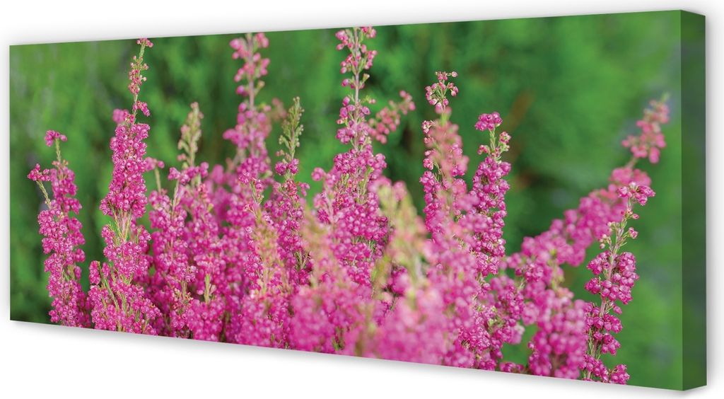 Leinwandbild 125x50 Wandkunst Blumen heathers