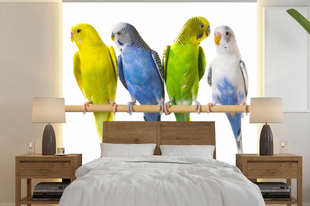MuchoWow Fototapete für Wohnzimmer oder Schlafzimmer Wandtapete Vinyl Motivtapete Gruppe von Sittichen auf einem Stock - 240x240 cm - Schlafzimm...