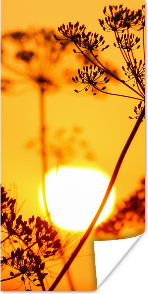 MuchoWow Poster Pflanzen - Blumen - Sonnenuntergang - Orange 75x150 cm - Dekoration für die Wände