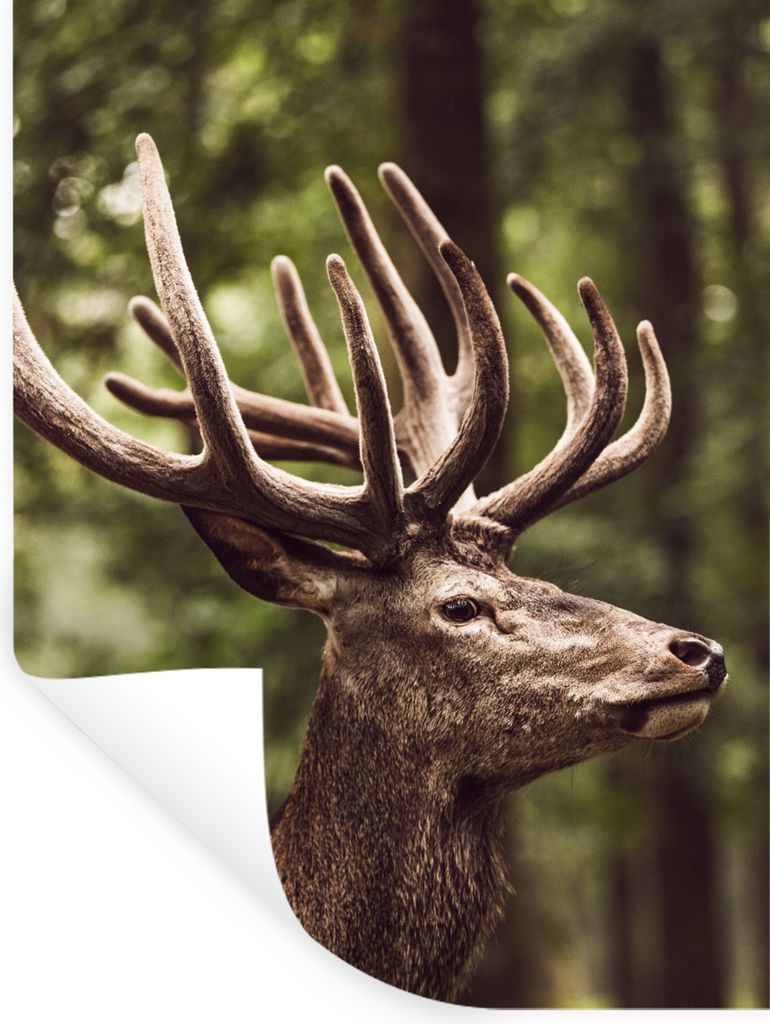MuchoWow Wandtattoo Wandsticker Wandaufkleber Hirsch - Natur - Geweih - Wald - Tiere 90x120 cm Selbstklebend und Repositionierbar - Faltenfrei