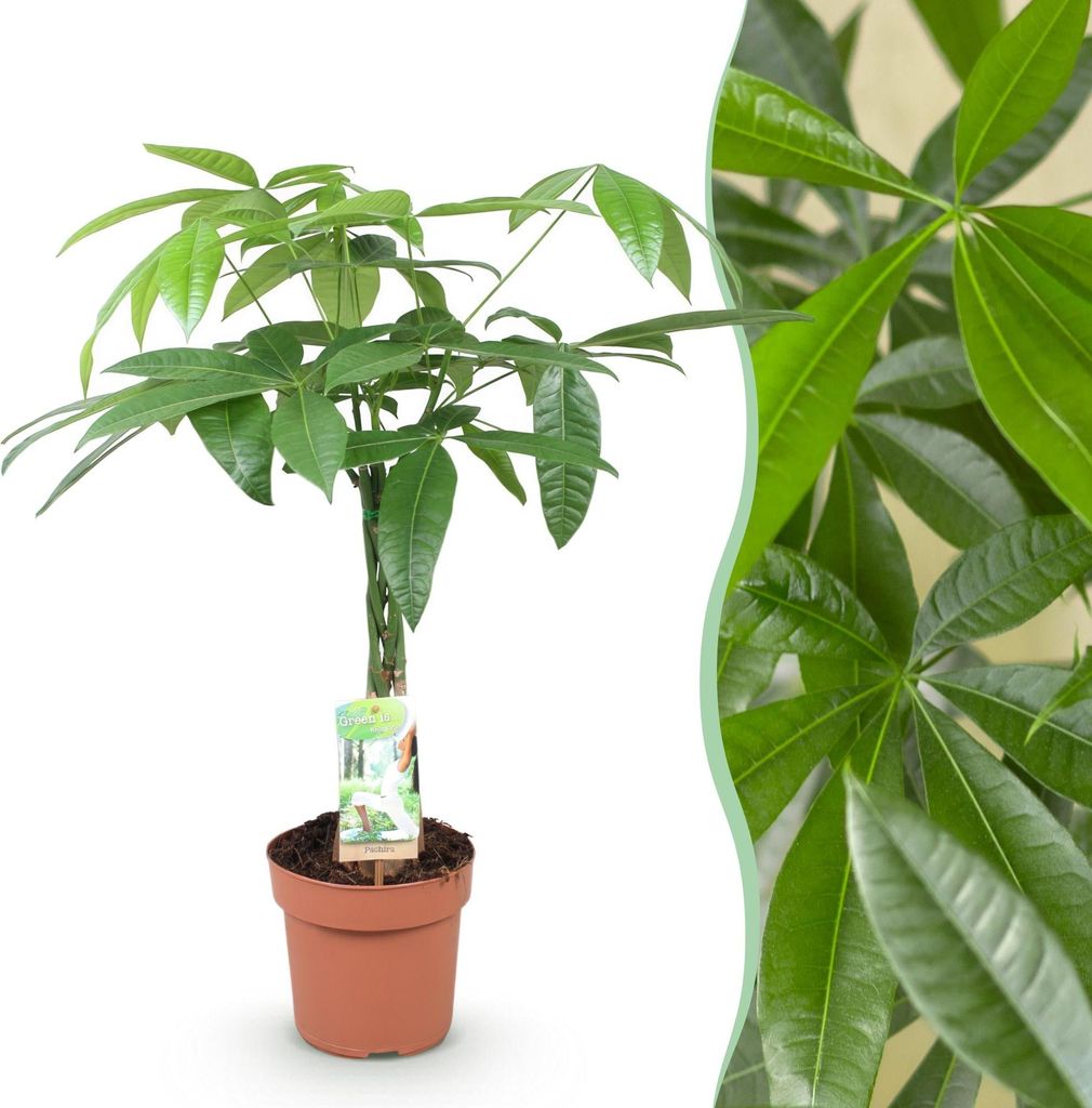 Green boutiQ - Zimmerpflanzen - Geflochtener Stamm Pachira Aquatica - Geldbaum - Wenig Pflege - Grün - 1 Pflanze - Topf 17cm - Höhe 60-70cm