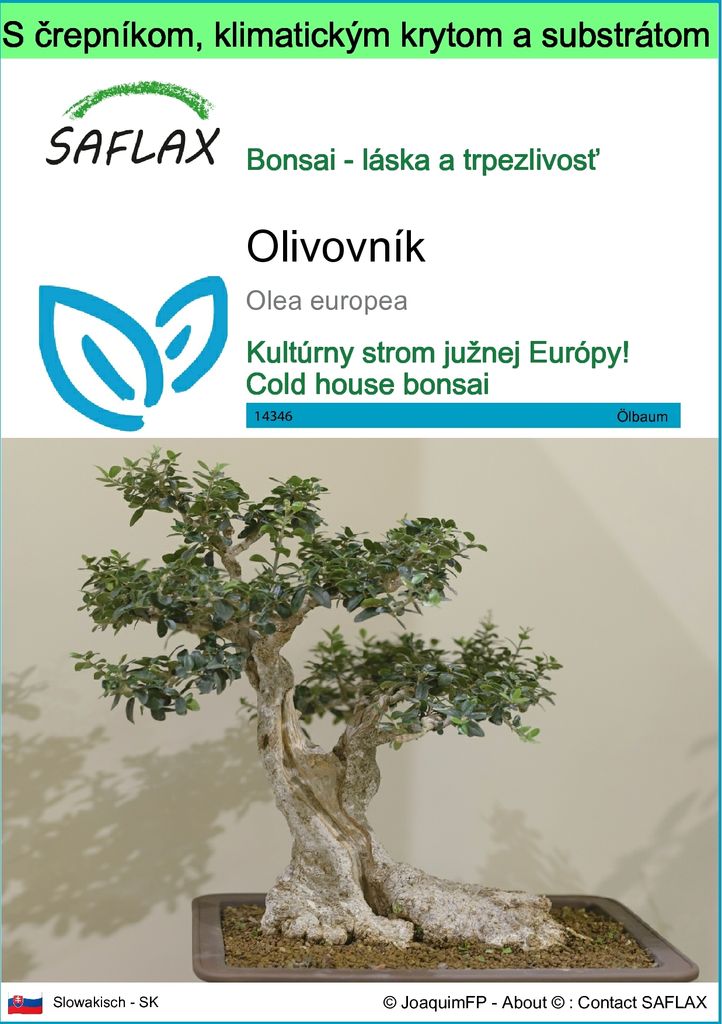 SAFLAX Garden to go - olivovník - Olea europea - 20 Semená Obrázok produktu 