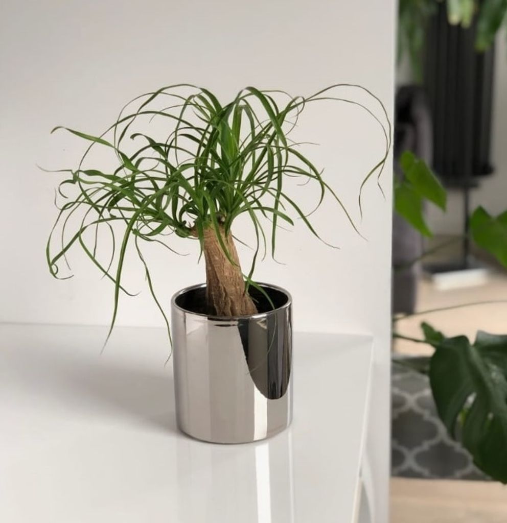 KOTARBAU Glnzend Blumentopf 80mm Zylinder Pflanztopf
