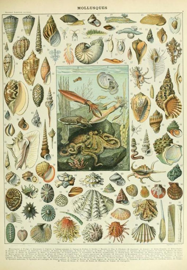 Grafika Puzzle Mollusken 1000 Teile Lernspiel Biologie
