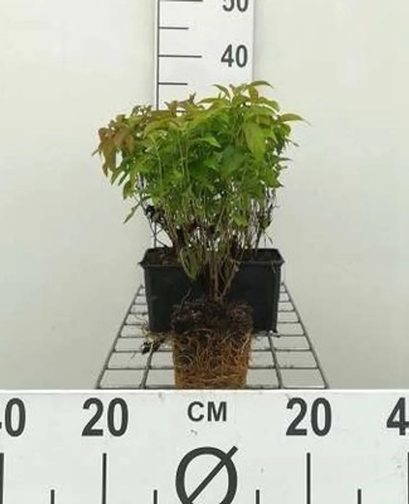 Arbuste de bordure Cornus Kelsey's Dwarf - Lot de 12 godets de 9cm