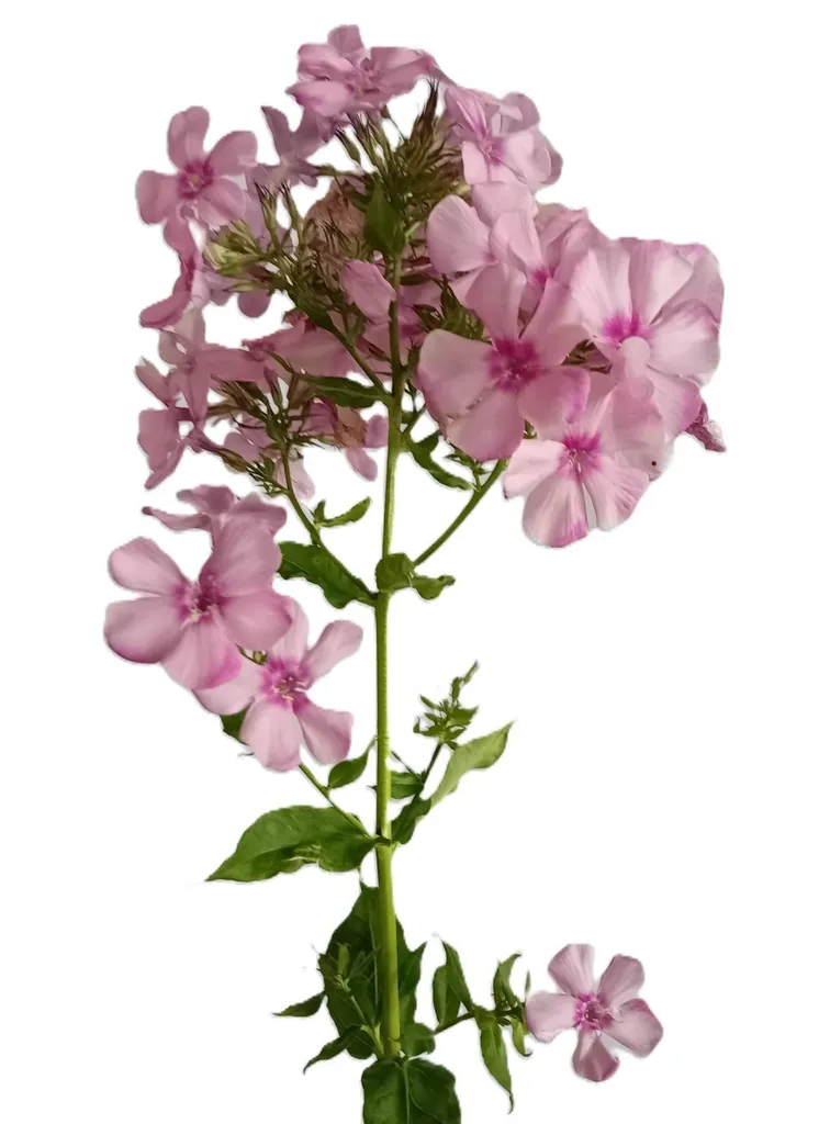 Plante vivace Phlox Flamingo rose - Lot de 5 pieds pour massifs fleuris