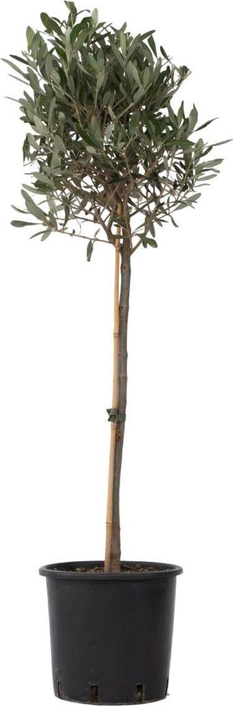 Olivenbaum - Olea europaea - Höhe 90-100cm - ⌀21cm Produktbild 