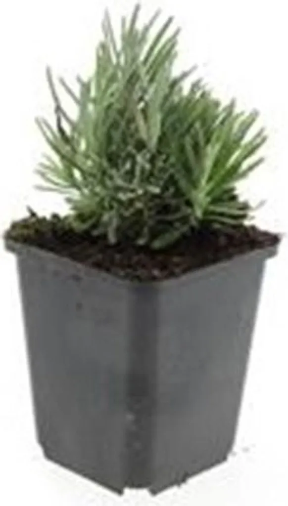 Lavande Dwarf Blue Résistante Sécheresse - 12 Plantes pour Jardin