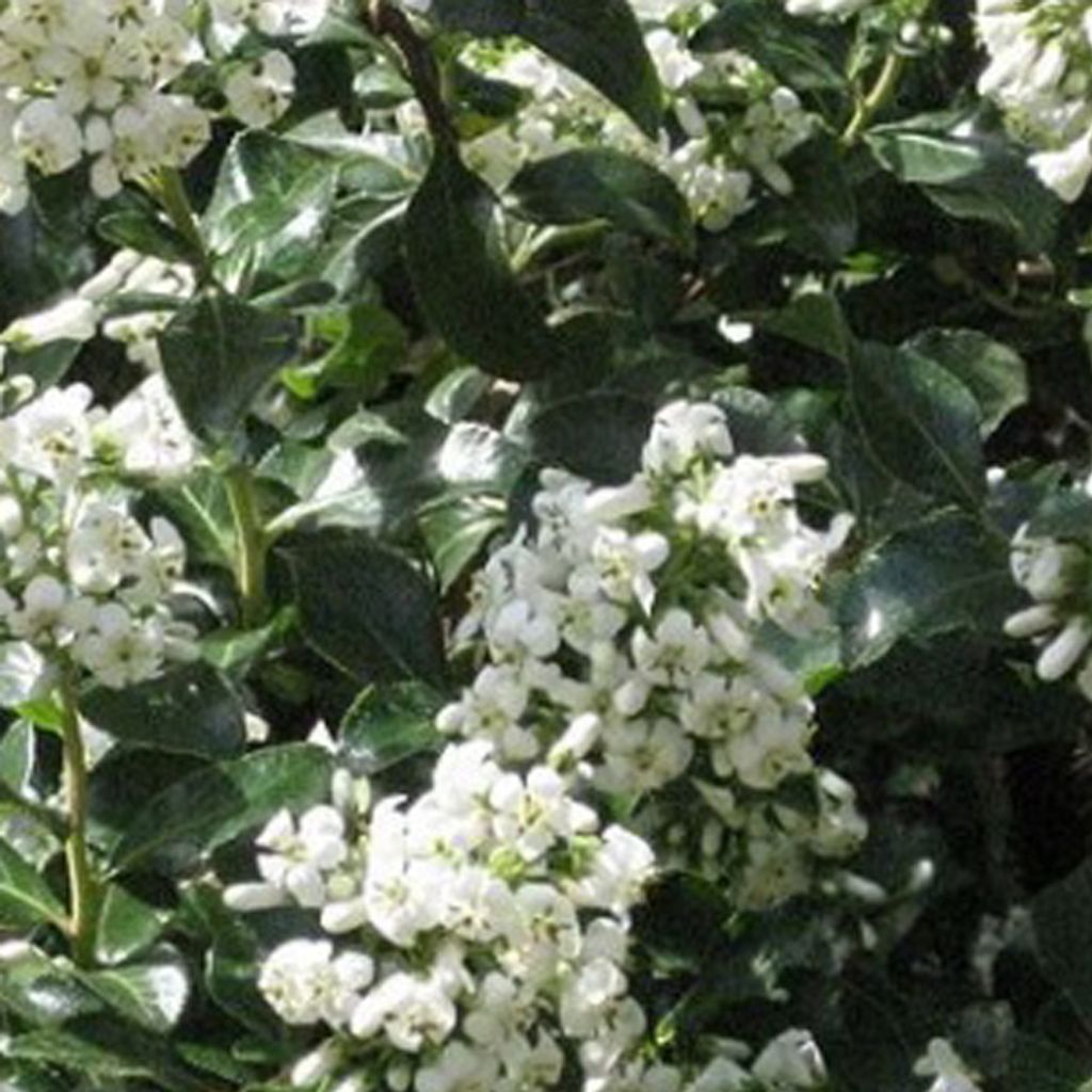 2 x Andenstrauch - Escallonia 'Iveyi' | 30-40 cm in Container