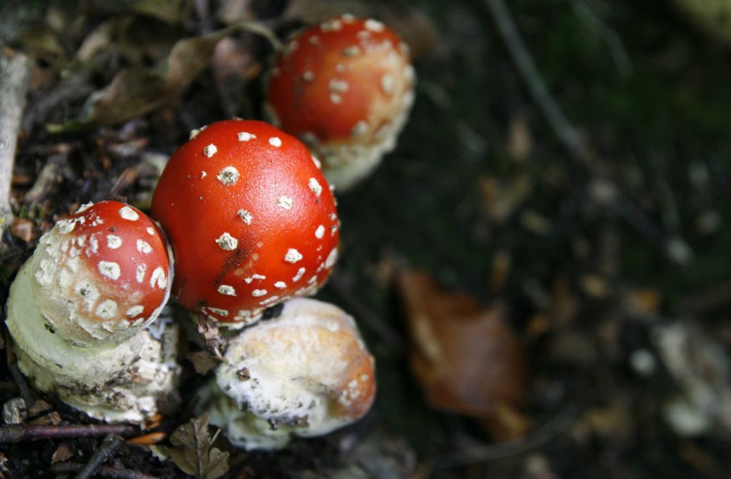 hansepuzzle 39249 - Fliegen-Pilz Puzzle, 500 Teile, Natur, 46,0 x 30,0cm mit hochwertiger Aufbewahrung, Kartonbox und wiederverschließbarem Beutel