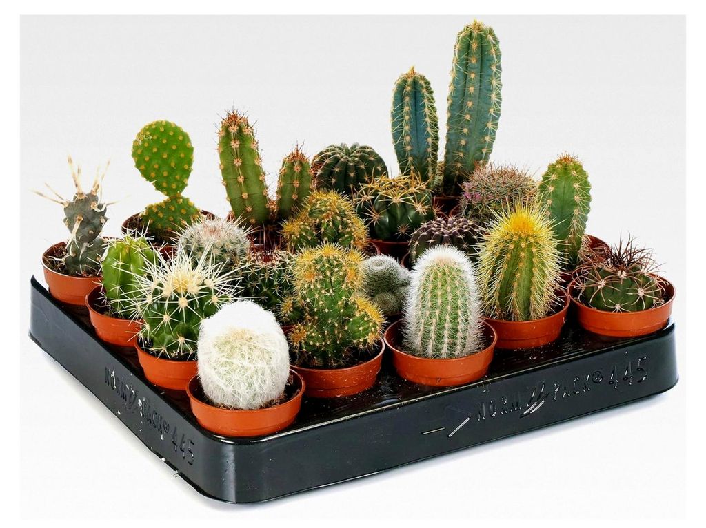 10 Kaktusarten in 5,5 cm Töpfen