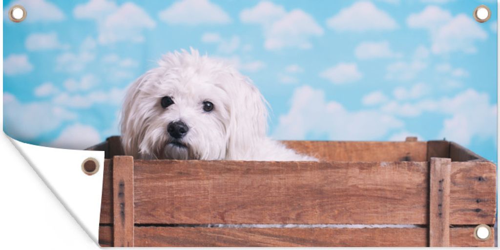 MuchoWow 60x30 cm Outdoor-Poster Gartendeko Sichtschutz Garten Poster für den Garten Malteser Hund in einer Holzkiste