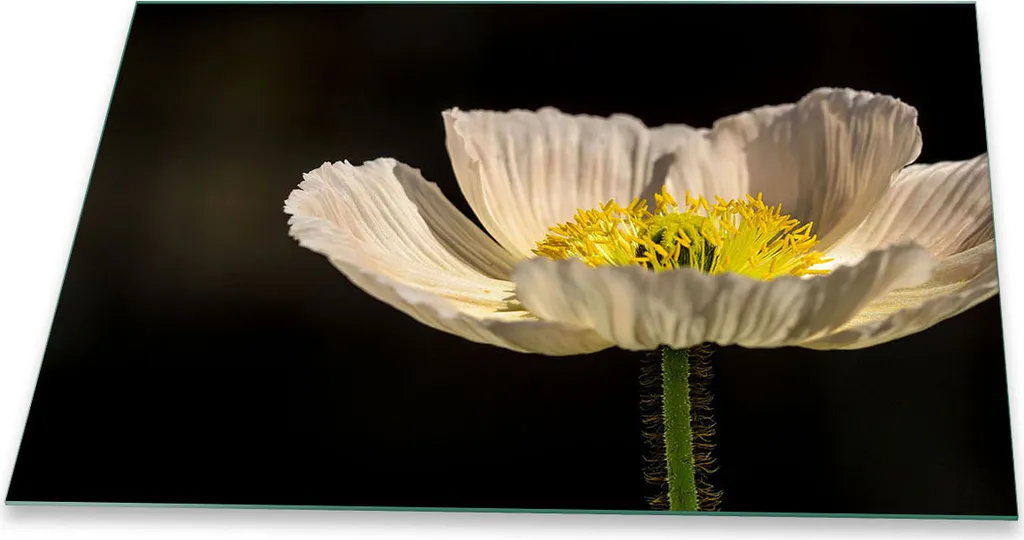 Piastra Copri Piano Cottura 80x52 Fiori Bianco in Vetro Temperato