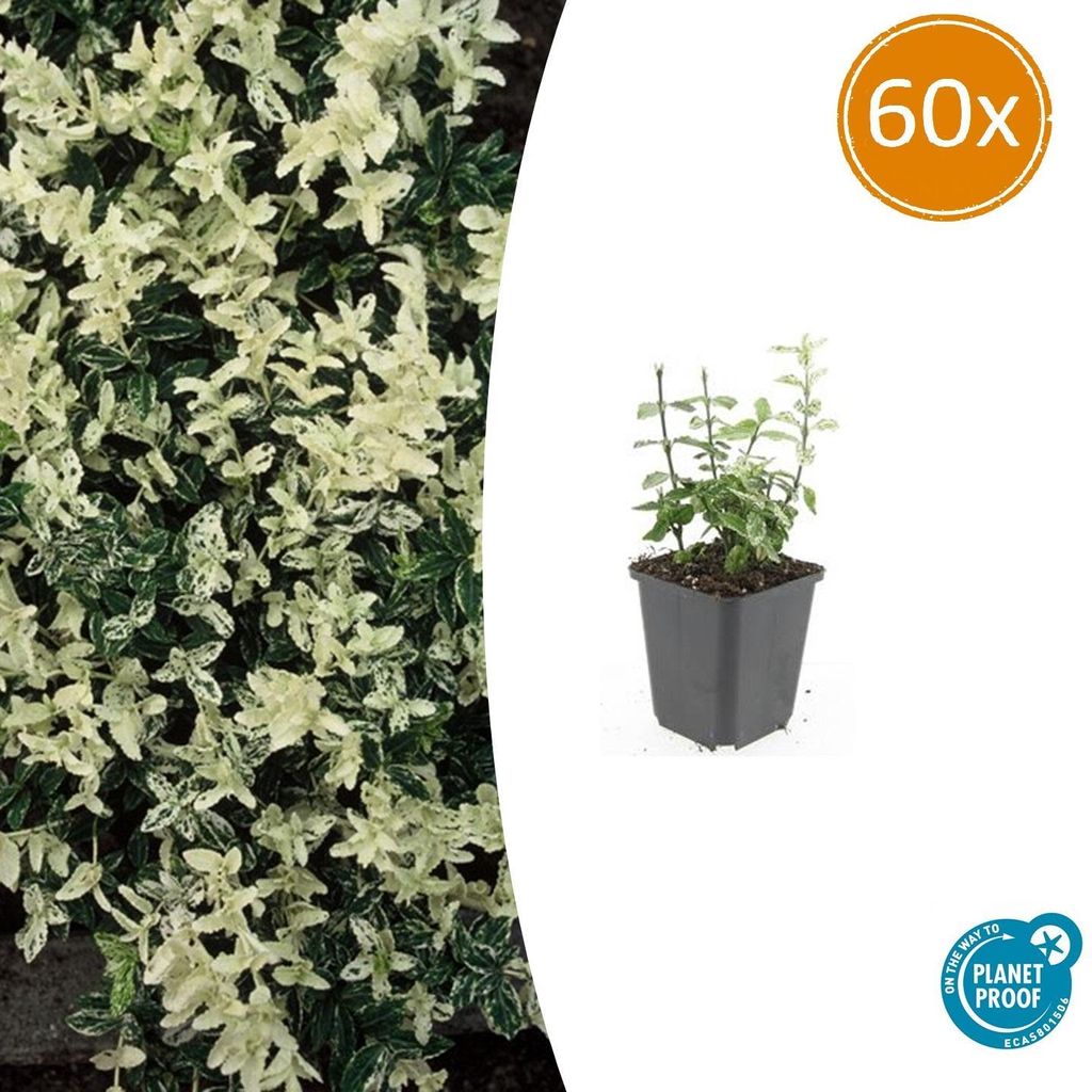 Bodendecker - Kriechspindel - Euonymus fortunei 'Harlequin' - 9cm Topf - Set mit 60 Pflanzen
