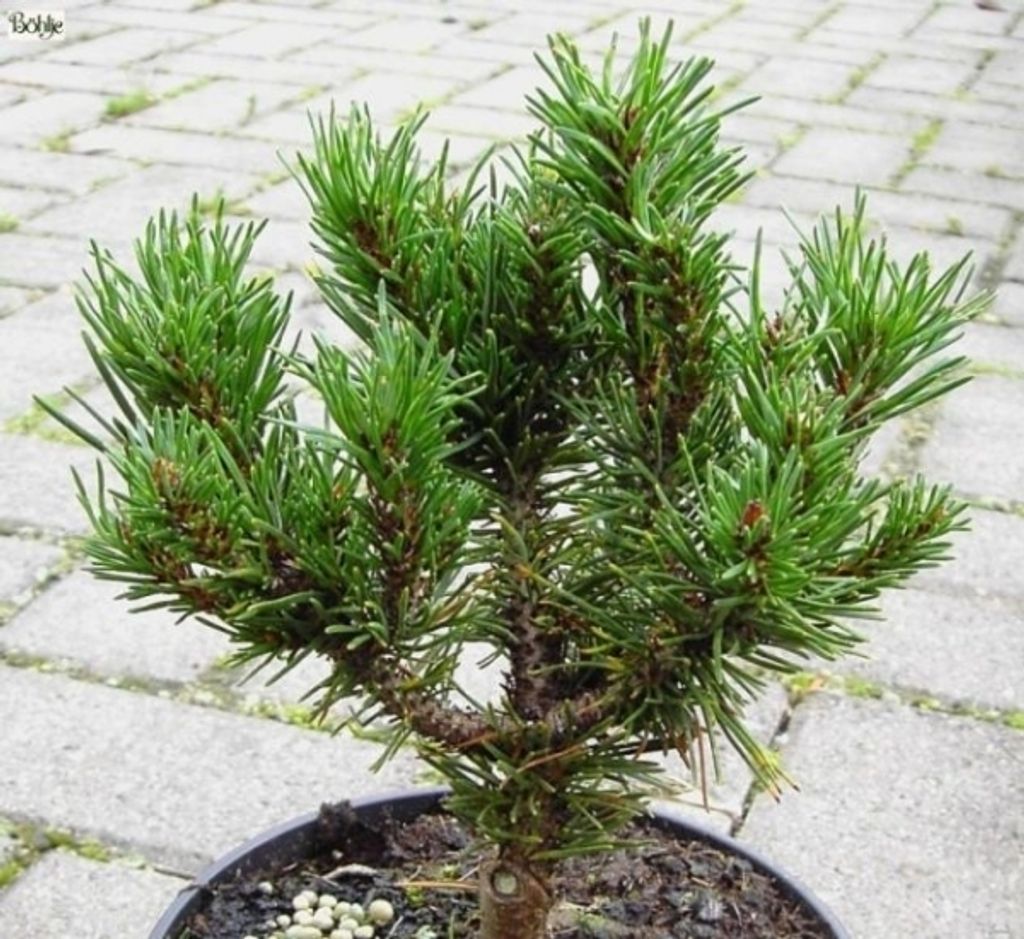 Pinus contorta Spaan's Dwarf - Zierliche Drehkiefer - 25-30