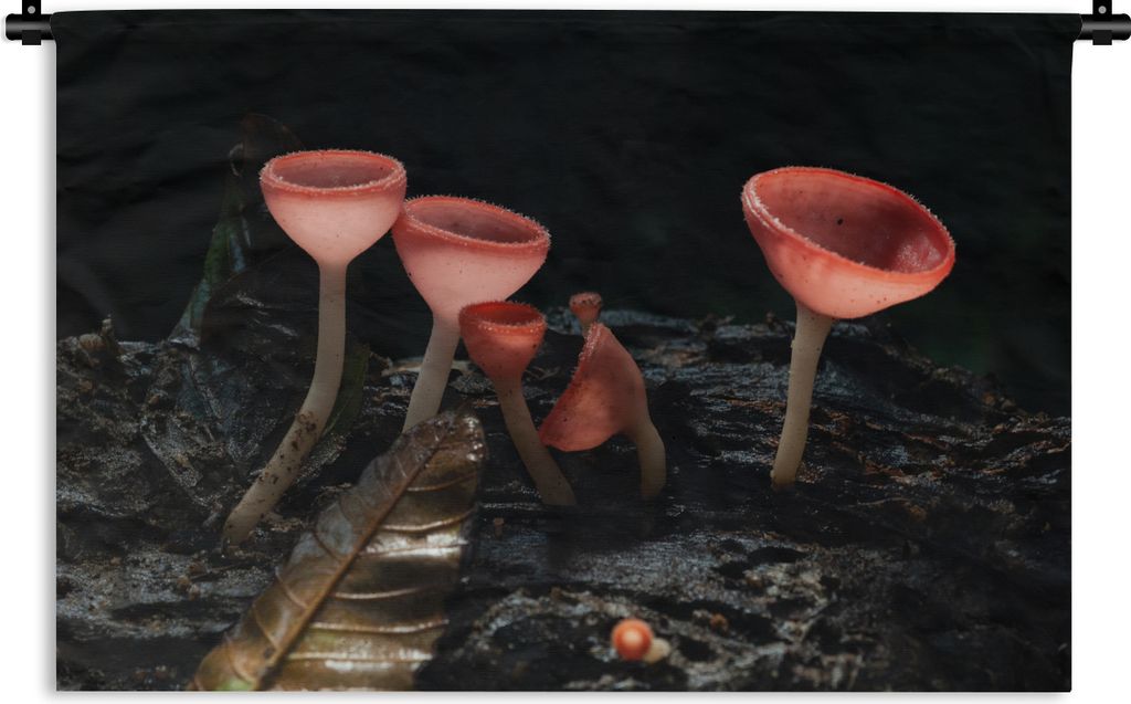 MuchoWow Wandteppich Wandbehang Rote Pilze im Dunkeln 150x100 cm Tapisserie Dekoration Wandtuch - Waschbar - Tapisserien - Wand-Decke