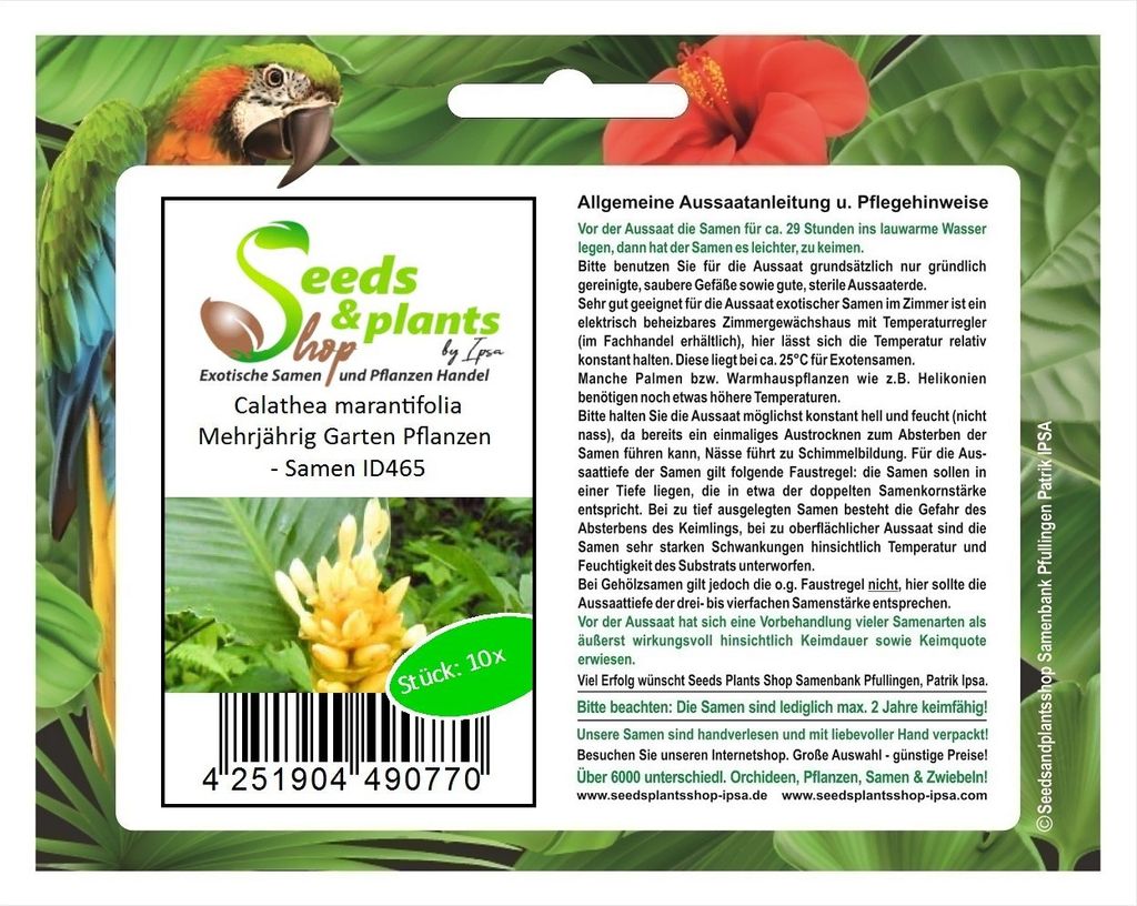 10x Calathea marantifolia Mehrjährig Garten Pflanzen - Samen ID465