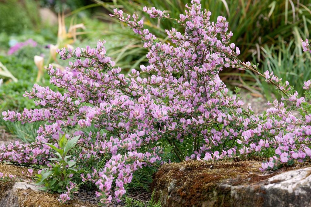 Cytisus purpureus, Purpur-Ginster, 40–60 cm