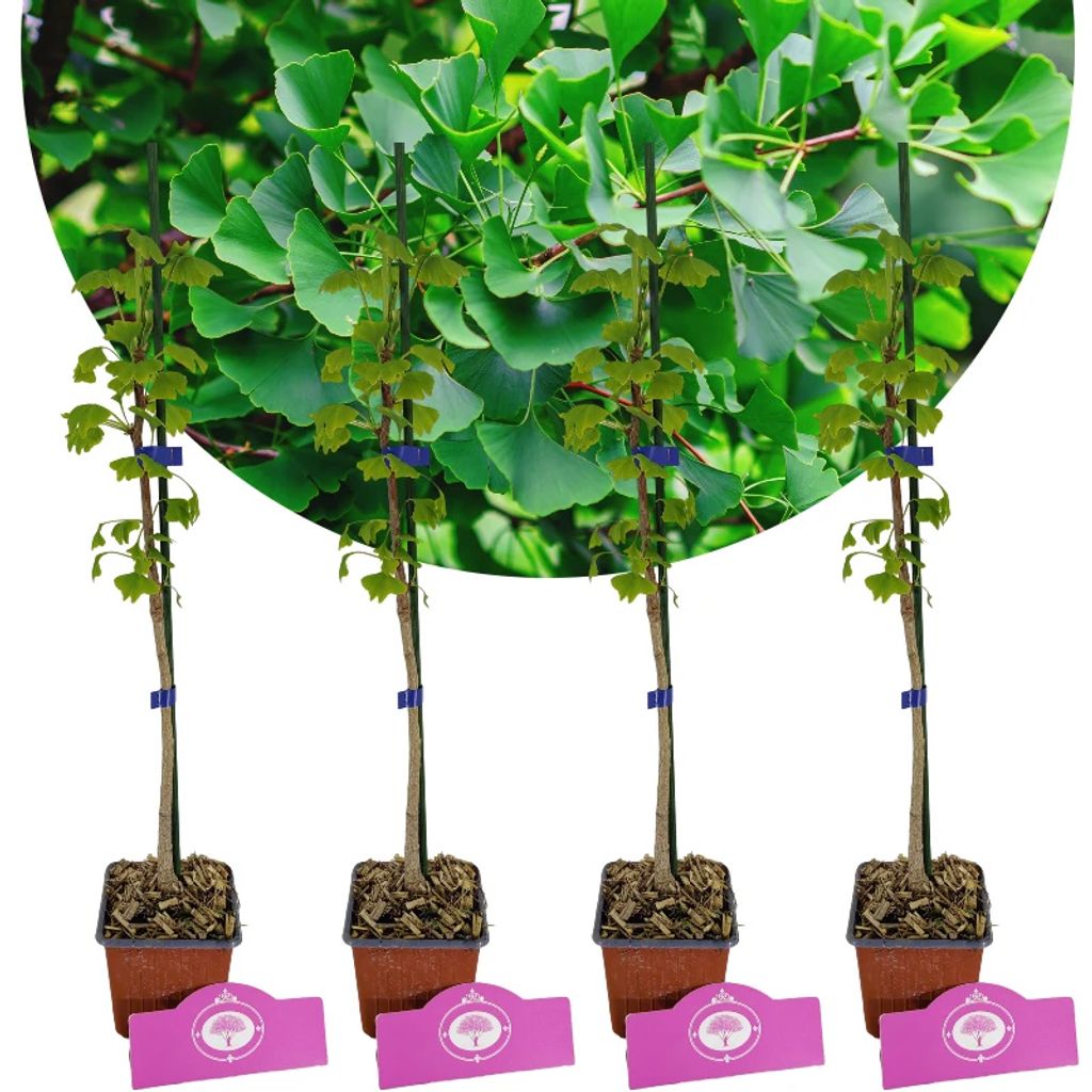 Set mit 4 Japanischer Walnussbaum – Ginkgo biloba – Höhe Produktbild 