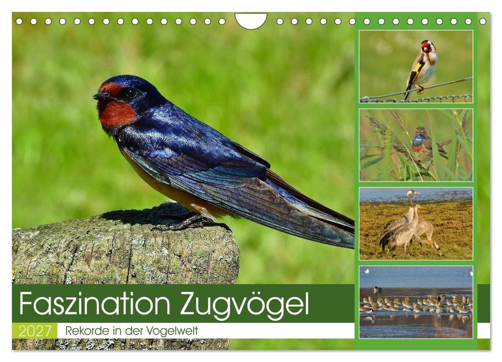 Faszination Zugvögel - Rekorde in der Vogelwelt (Wandkalender 2027 DIN A4 quer), CALVENDO Monatskalender