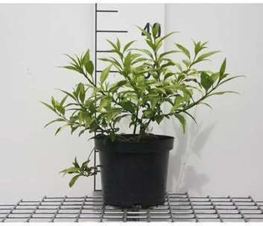Glycine d'or Forsythia pour Balcon et Terrasse - Plant de 25-30 cm