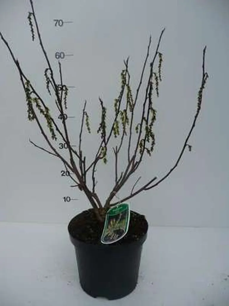 Pervenche Chinoise Celina aux Longues Grappes de Fleurs Jaunes de 50 cm
