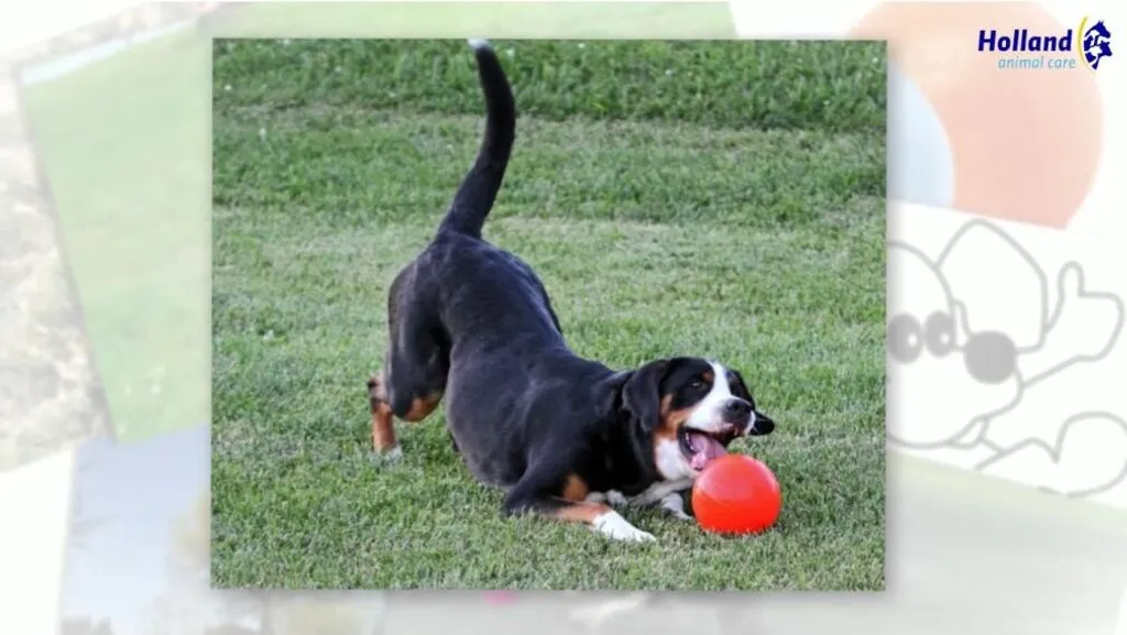 Ballon pour Chien Jolly Ball 20cm - Jouet de Récupération Ultra Robuste