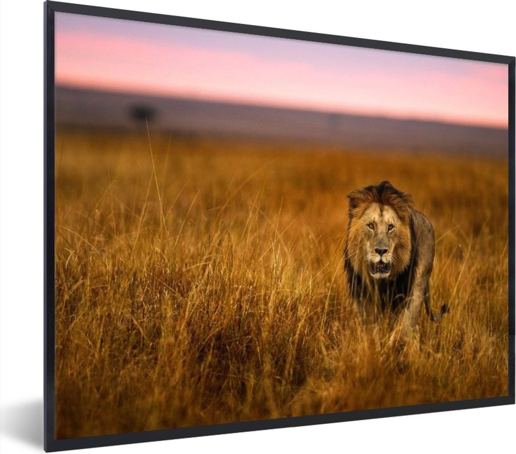 MuchoWow MuchoWow Gerahmtes Poster Löwe - Savanne - Gras 40x30 cm - Poster mit zchwarzem Bilderrahmen - Kunstposter - Wanddekorationen