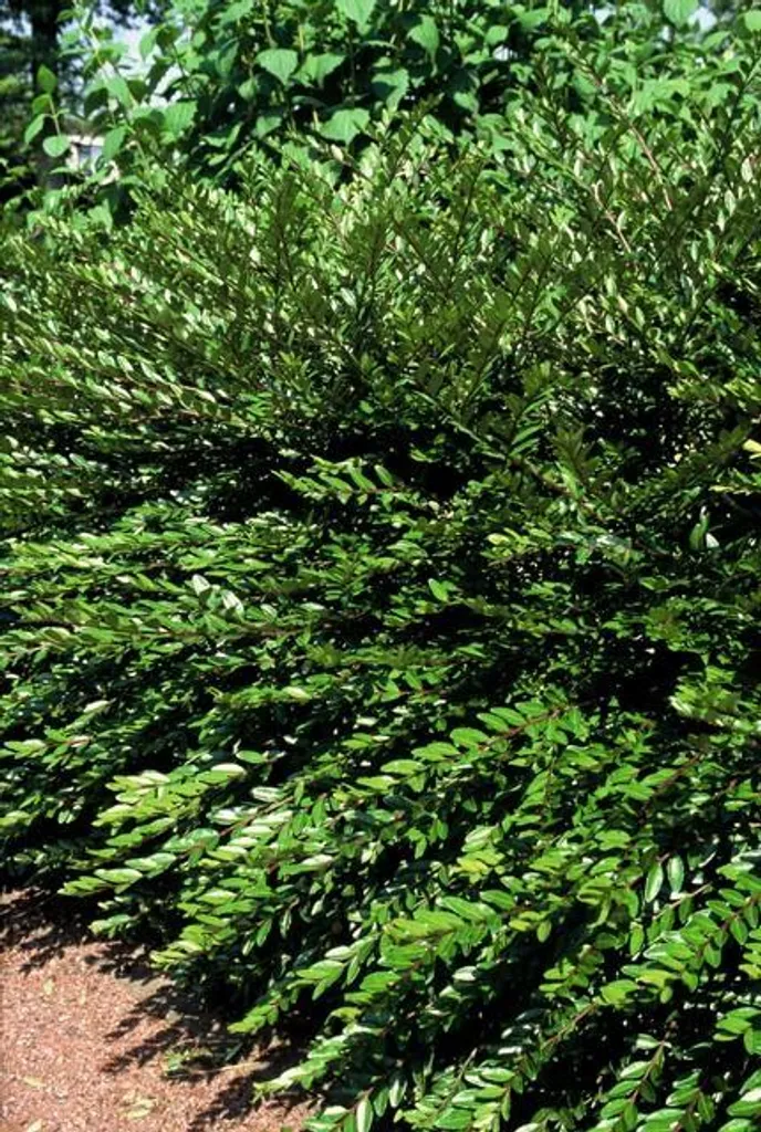 Lonicera pileata Purple Pearl pour fixer talus et sols - 12 plants