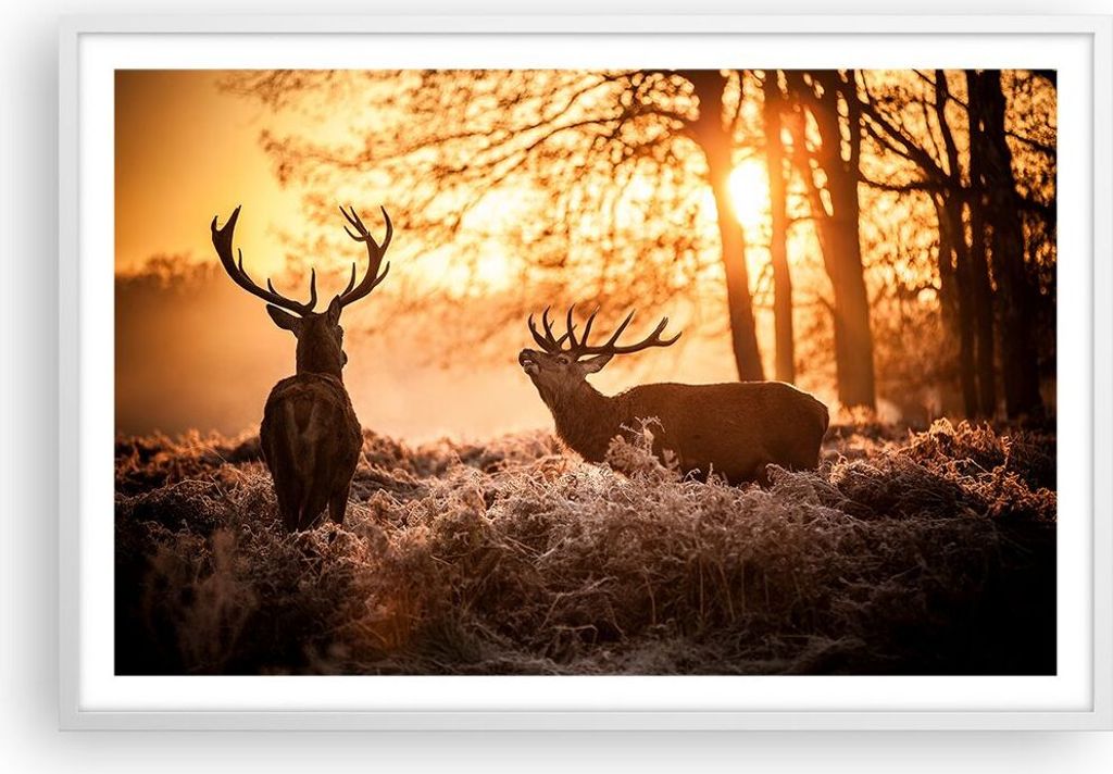 Gerahmtes Poster - Weißer Rahmen - Deer Heidekraut Tier - 91,5x61 cm - Wand Bild - Wanddeko - Wandbilder - Kunstposter - Wandposter - Bilderrahmen...