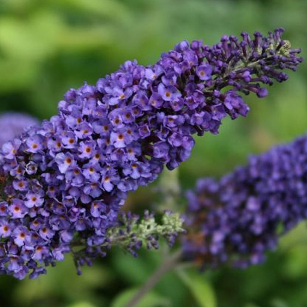 2 x Schmetterlingsstrauch - Buddleja davidii 'Empire Blue' | 40-60 cm in Container