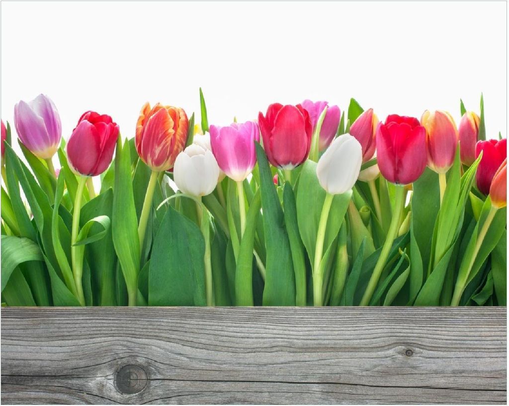 Wallario Poster - Rote weiße und pinke Tulpen im Frühling, Kunstdruck Größe: 40 x 50 cm