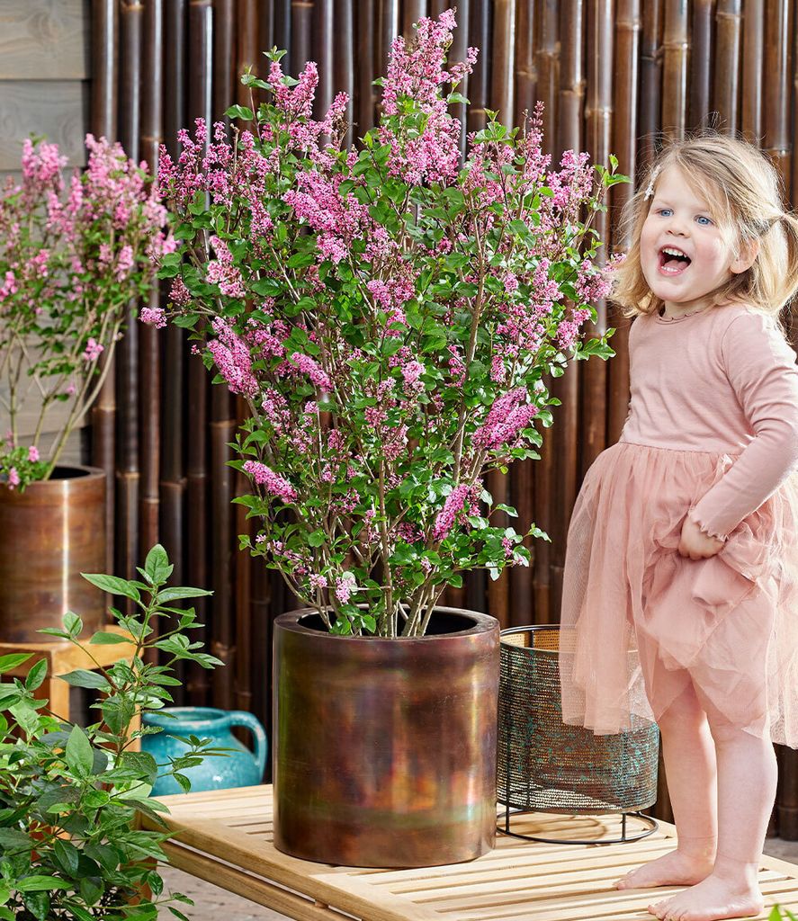 BALDUR Garten Zwerg Flieder 'Little Rosie®',1 Pflanze, Produktbild 