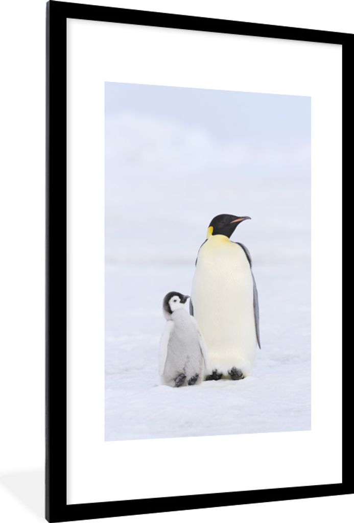 MuchoWow MuchoWow Gerahmtes Poster Pinguin - Schnee - Küken 60x90 cm - Poster mit zchwarzem Bilderrahmen - Dekoration - Wandposter Wohnzimmer ...