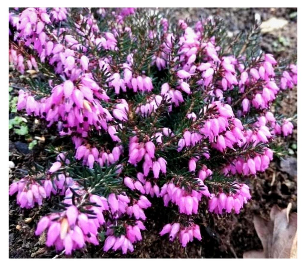 Erica carnea Lohse's Rubin - Winterheide