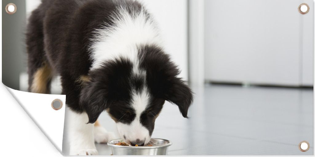 MuchoWow 60x30 cm Outdoor-Poster Gartendeko Sichtschutz Garten Poster für den Garten Ein Border Collie frisst