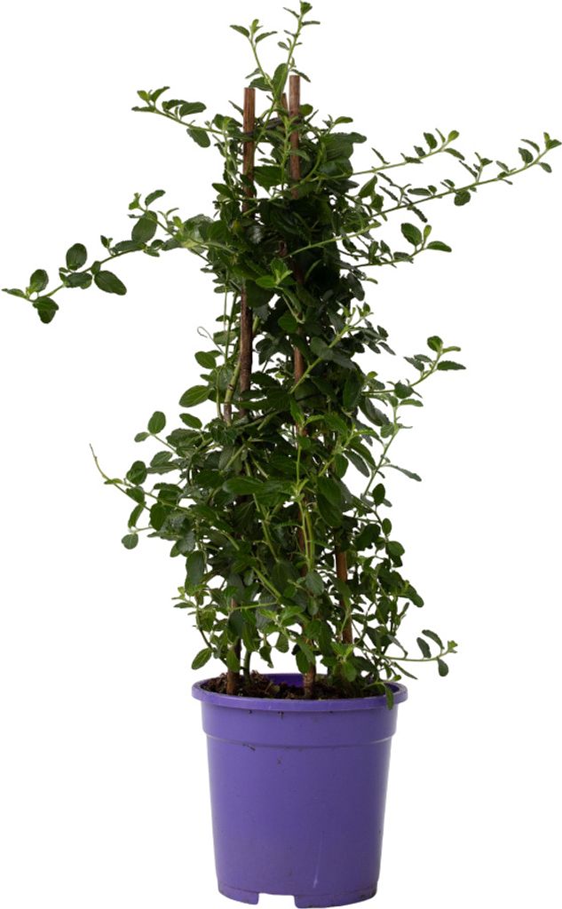 Säckelblume - Ceanothus thyrsiflorus Repens - Höhe 60-70cm Produktbild 1