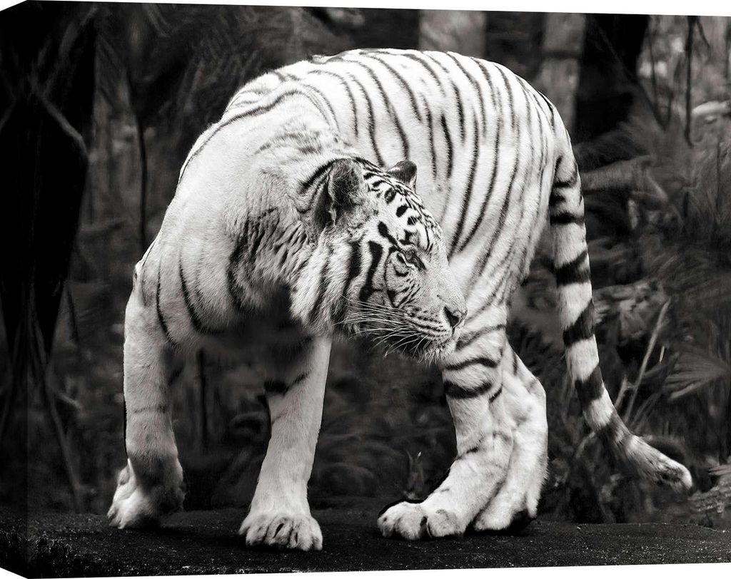 Leinwandbilder - Weißer Bengal-Tiger (BW) - 60 x 40 cm