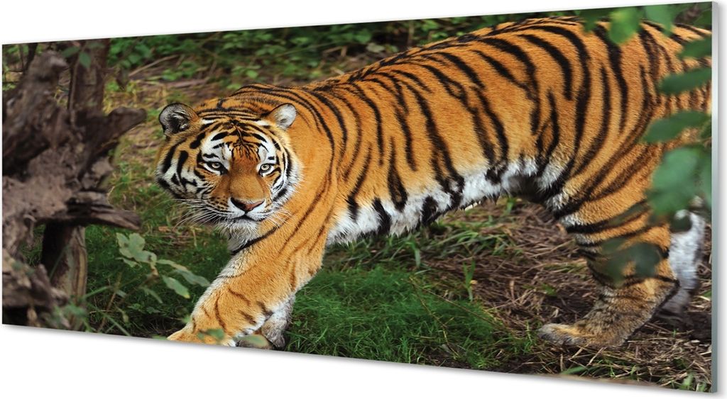 Glasbilder 125x50 Wandkunst Tiger Woods