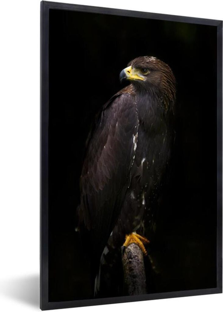 MuchoWow MuchoWow Gerahmtes Poster Adler - Tier - Braun 60x90 cm - Poster mit zchwarzem Bilderrahmen - Kunst
