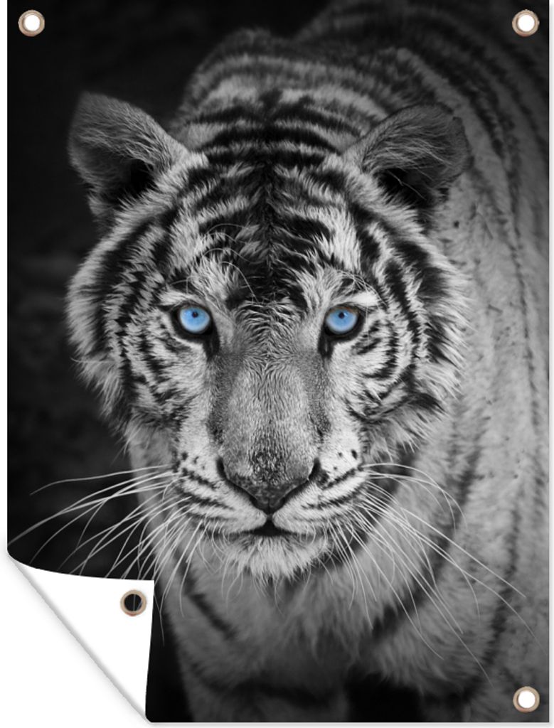 MuchoWow 30x40 cm Outdoor-Poster Gartendeko Sichtschutz Garten Poster für den Garten Tiere - Tiger - Schwarz und weiß - Augen - Blau