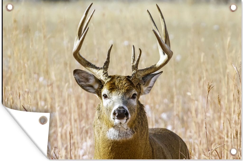 MuchoWow 120x80 cm Outdoor-Poster Gartendeko Sichtschutz Garten Poster für den Garten Hirsche - Gras - Herbst - Tiere - Natur - Geweih