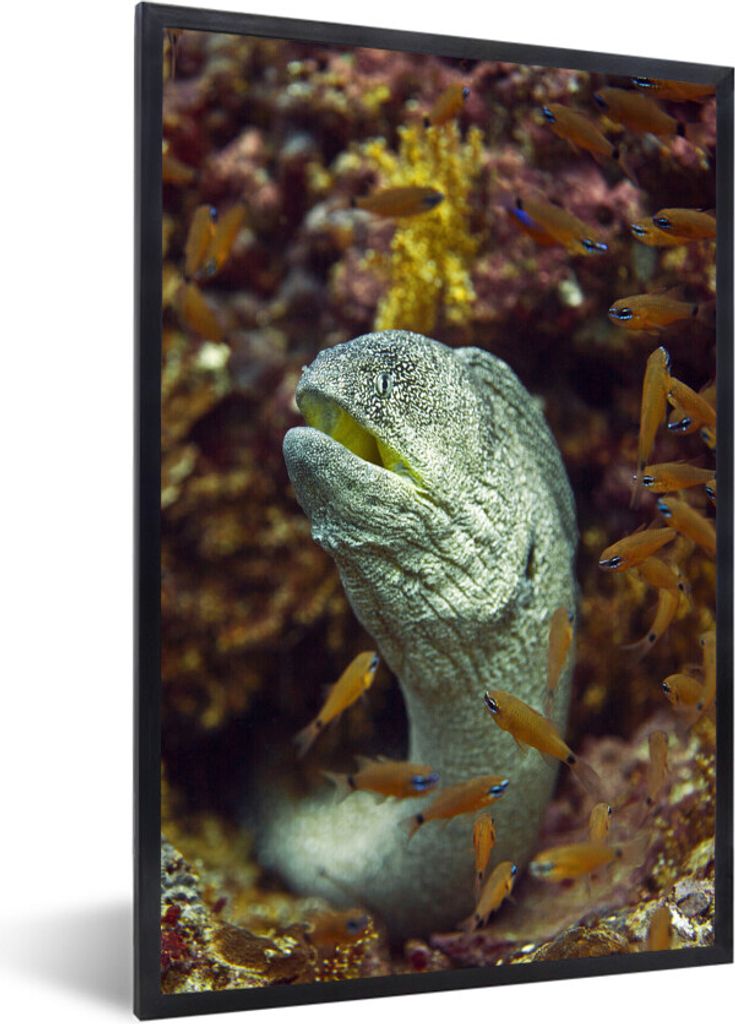 MuchoWow MuchoWow Gerahmtes Poster Fische - Korallen - Ozean 60x90 cm - Poster mit zchwarzem Bilderrahmen - Kunst
